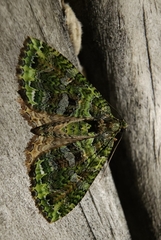 Austrocidaria similata