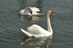 Cygnus olor