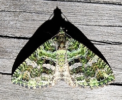 Austrocidaria similata