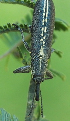 Rhinotia melanocephala