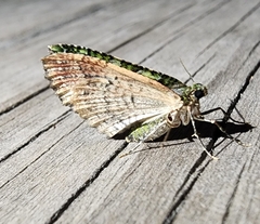 Austrocidaria similata