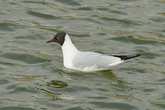 Chroicocephalus ridibundus