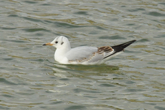 Chroicocephalus ridibundus