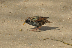 Sturnus vulgaris