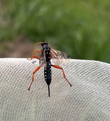 Echthromorpha intricatoria