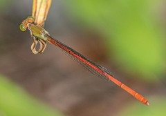 Ceriagrion aeruginosum
