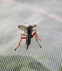 Echthromorpha intricatoria