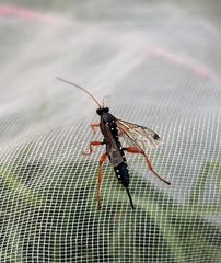 Echthromorpha intricatoria