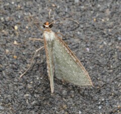 Poecilasthena pulchraria