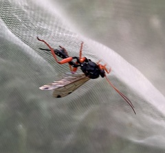 Echthromorpha intricatoria