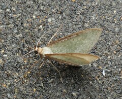 Poecilasthena pulchraria
