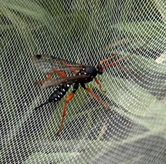 Echthromorpha intricatoria