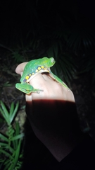 Phyllomedusa burmeisteri