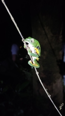 Phyllomedusa burmeisteri