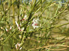 Retama monosperma
