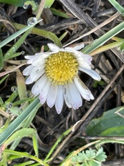 Bellis perennis