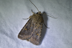 Proteuxoa tetronycha