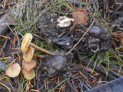 Agrocybe arvalis
