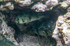 Dicotylichthys punctulatus