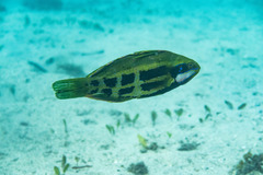 Heteroscarus acroptilus