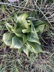 Himantoglossum hircinum