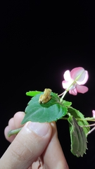 Dendropsophus minutus