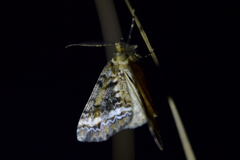 Pseudocoremia leucelaea