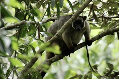 Dendrolagus lumholtzi