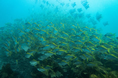 Schuettea scalaripinnis