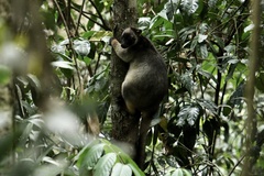 Dendrolagus lumholtzi