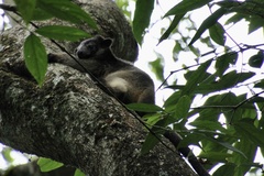 Dendrolagus lumholtzi