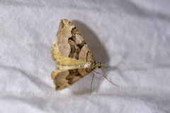 Xanthorhoe semifissata