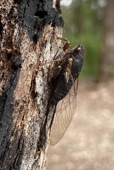 Birrima castanea