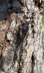 Birrima castanea