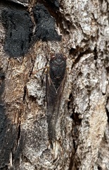 Birrima castanea