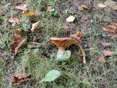 Paxillus involutus