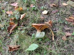 Paxillus involutus