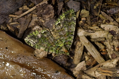 Austrocidaria similata