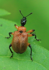 Apoderus coryli
