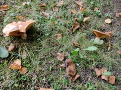 Paxillus involutus