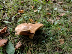 Paxillus involutus