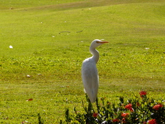 Bubulcus ibis