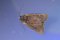 Ichneutica omoplaca
