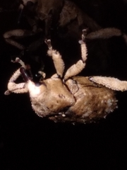 Mitrastethus baridioides