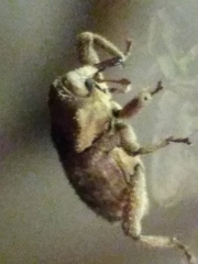 Mitrastethus baridioides