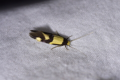 Opogona comptella