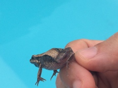 Physalaemus cuvieri