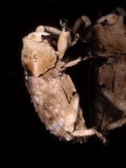 Mitrastethus baridioides