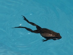 Physalaemus cuvieri