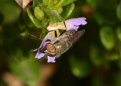Stomorhina subapicalis